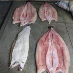 PESCADO 02