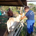 Vacina febre aftosa 3 1024x1024 1