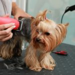 cachorro sendo tosado no pet shop 768x512 1