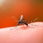 dengue