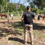 PC AM CAVALOS RESGATADOS FOTOS DIVULGACAO 5 1