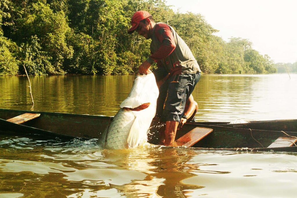 Inscrições do subsídio a pescadores do pirarucu manejado termina na próxima segunda-feira Portal Informe Digital Pirarucu 9 1 1024x683 1