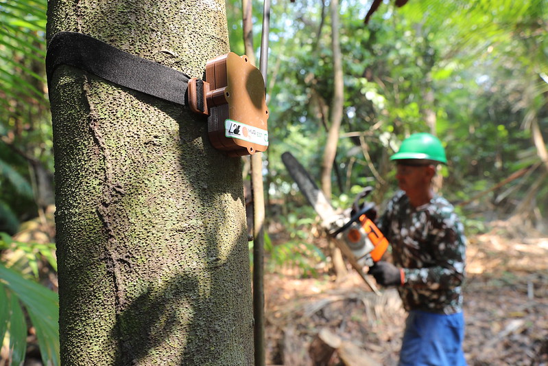 Dia da Arvore UEA cria dispositivo que identifica sons de desmatamento Foto Antonio Lima Secom 2 Portal Informe Digital