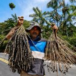 Em Rio Preto da Eva moradores do Ramal Sulivan Portela apontam beneficios da pavimentacao realizada pelo Governo do Amazonas 3 DOMINGOS OLIVEIRA REGO Foto Antonio Lima Secom Antonio 1