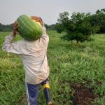 Idam agricultor com sua melancia divulgac807 a771 o IDAM 768x1024 1