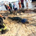 PMAM OCORRENCIA COM JACARE NA MANAUS MODERNA FOTOS DIVULGACAO PMAM 1 1024x768 1