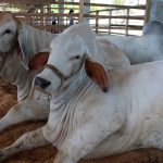 ADAF Encerramento atualizacao cadastral animais Ana Christina Adaf 1024x555 1