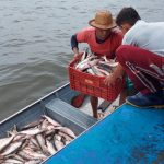 Sepror Pesca Mapara 1 1024x768 0ef8iW