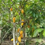 Idam vai distribuir 400 mil sementes2 Foto Divulgacao Idam 498x1024 RIQvBr