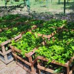 Idam Entrega de Mudas de castanha doadas pela Fazenda Aruana Fotos Divulgacao 1024x576 wvaKDp