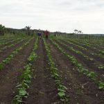 ADS Balcao de Agronegocios ADS auxilia no escoamento de mais de 90 toneladas em produtos regionais em abril Personagem Sebastiao Vieira Foto Divulgacao ADS 1 1 1024x576 LpY1xM