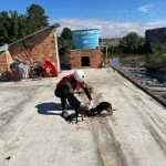 Comissao de Protecao dos Animais da Aleam e veterinarios do AM resgatam mais de 400 animais no desastre ambiental do RS 2 1024x768 z70iBn