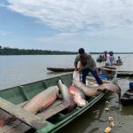 Pesca RDS Mamiraua foto Larissa Franca 1024x768 WQz13m