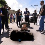 Deputada Joana Darc solicita ajuda da populacao para encontrar autores do crime contra Rottweiler morta asfixiada csE76q