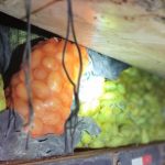 FOTO1 Adaf apreende sete toneladas de frutos com entrada proibida no Amazonas durante o fim de semana 1024x449 1