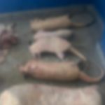 PCAM ANIMAIS APREENDIDOS DEMA FOTO DIVULGACAO 1 577x435 8b6d81