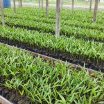 FAPEAM Producao das mudas de acai Euterpe oleracea Mart. utilizadas na area experimental ACERVO DO COORDENADOR DA PESQUISA 1 1024x576 1