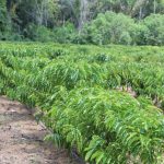 Sepror 3 Safra de cafe robusta amazonico Foto Emerson Martins Sepror 1024x682 1