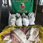 SSP AM BASE ARPAO APREENDE PESCADO FOTO DIVULGACAO SSP AM 2 768x1024 1
