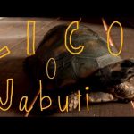 cultura zico jabuti cineclube divulgacao 1024x576 1