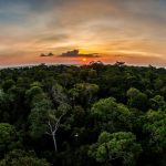 Foto Floresta Arquivo Secom 1536x1024 1 1024x683 1