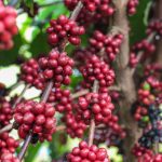 Idam Crescimento da producao cafeeira no Amazonas Divulgacao 2