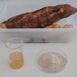 FAPEAM Mandioca acucarada e alternativa para a producao de bioetanol FOTO ARQUIVO FAPEAM 3