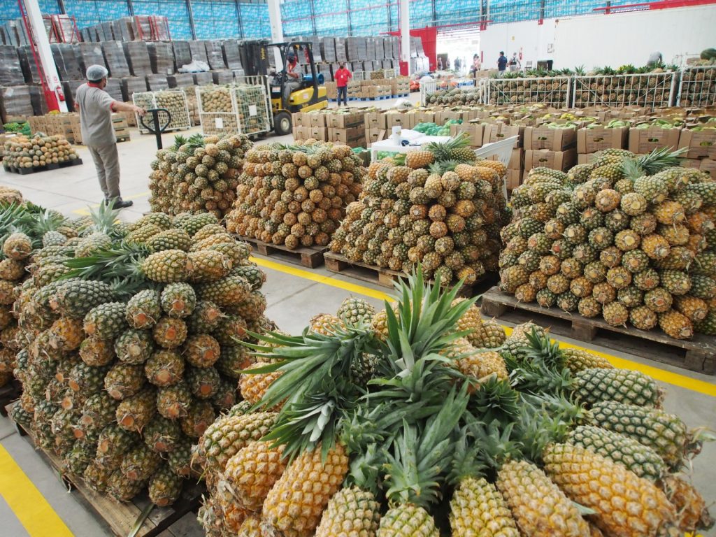 ADS Coleta e separacao de alimentos pelo Preme Foto Divulgacao ADS 2 1024x768 1